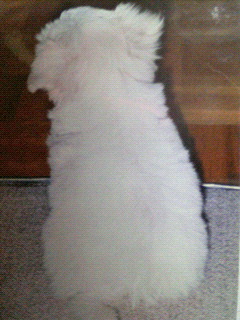 赤ちゃん後姿200704132129000.jpg