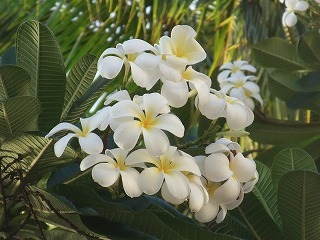 DSCF0056.jpg