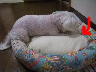DSCF1259.jpg