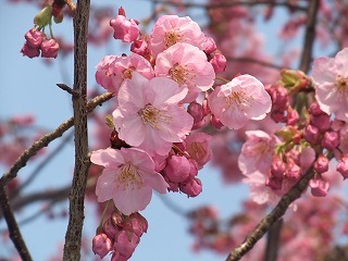 DSCF7128.jpg