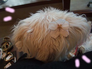 DSCF8083.jpg