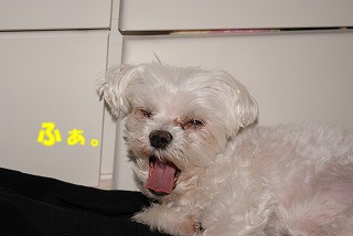 DSC00020.jpg