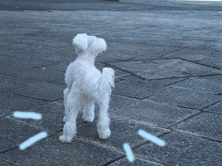 DSCF6754.jpg
